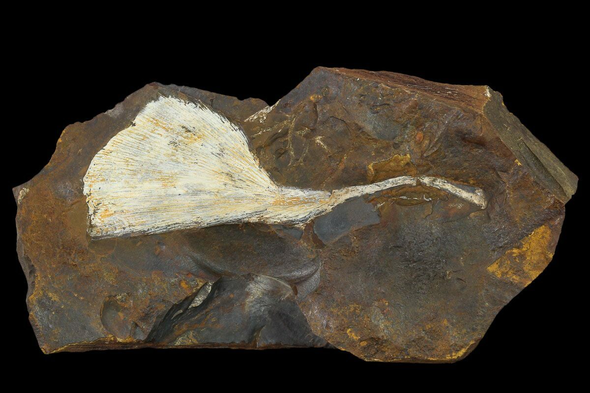 Fossil Ginkgo Leaf From North Dakota Paleocene For Sale