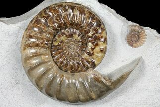 Asteroceras Ammonite With Promicroceras - Collector Piece #131932