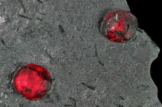 Plate of Two Red Embers Garnet in Graphite - Massachusetts #135490
