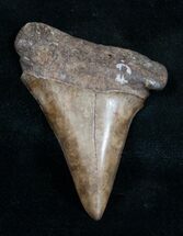 Fossil Mako Tooth - Georgia River Find #9500