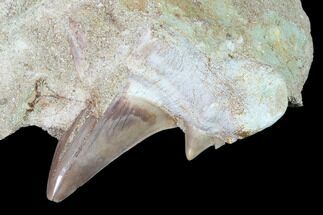 Mackerel Shark (Cretolamna) Tooth Fossil in Rock - Eocene #135861