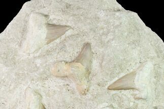 Fossil Mackeral Shark (Otodus) Teeth - Composite Plate #137336