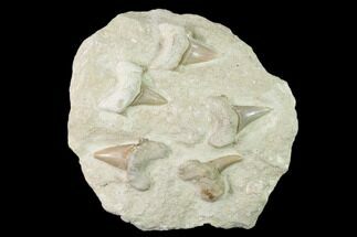 Fossil Mackerel Shark (Otodus) Teeth - Remounted #138503