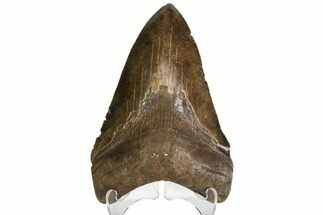 Serrated, Fossil Megalodon Tooth - Chocolate Brown #138994