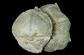 Pyrite Replaced Brachiopods (Paraspirifer) - Ohio #142158