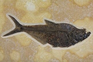 Fossil Fish (Diplomystus) On Beautiful Rock - Wyoming #143817
