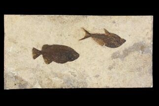 Fossil Fish (Phareodus & Diplomystus) Plate - Wyoming #143998
