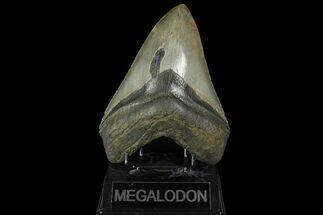 Fossil Megalodon Tooth - Georgia #144291