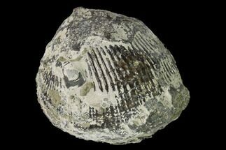 Pyrite Replaced Brachiopod (Stropheodonta) Fossil - Ohio #145629