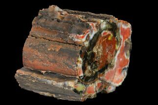 Colorful, Polished Petrified Wood (Araucarioxylon) - Arizona #147915