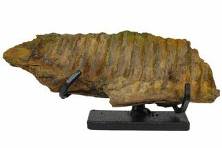 Fossil Hadrosaur (Brachylophosaur) Jaw Section - Montana #148799