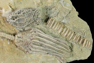 Two Fossil Crinoids (Lanecrinus & Macrocrinus) - Indiana #148994