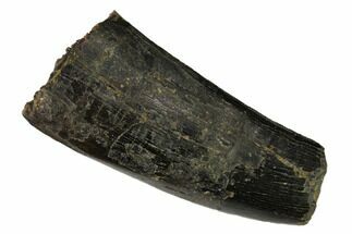 Serrated, Partial Tyrannosaur Tooth - Two Medicine Formation #149113