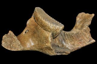 Woolly Mammoth Partial Jaw with M Molar #149838
