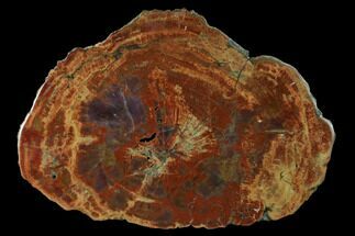 Vibrant Petrified Wood (Araucarioxylon) Round - Arizona #149908