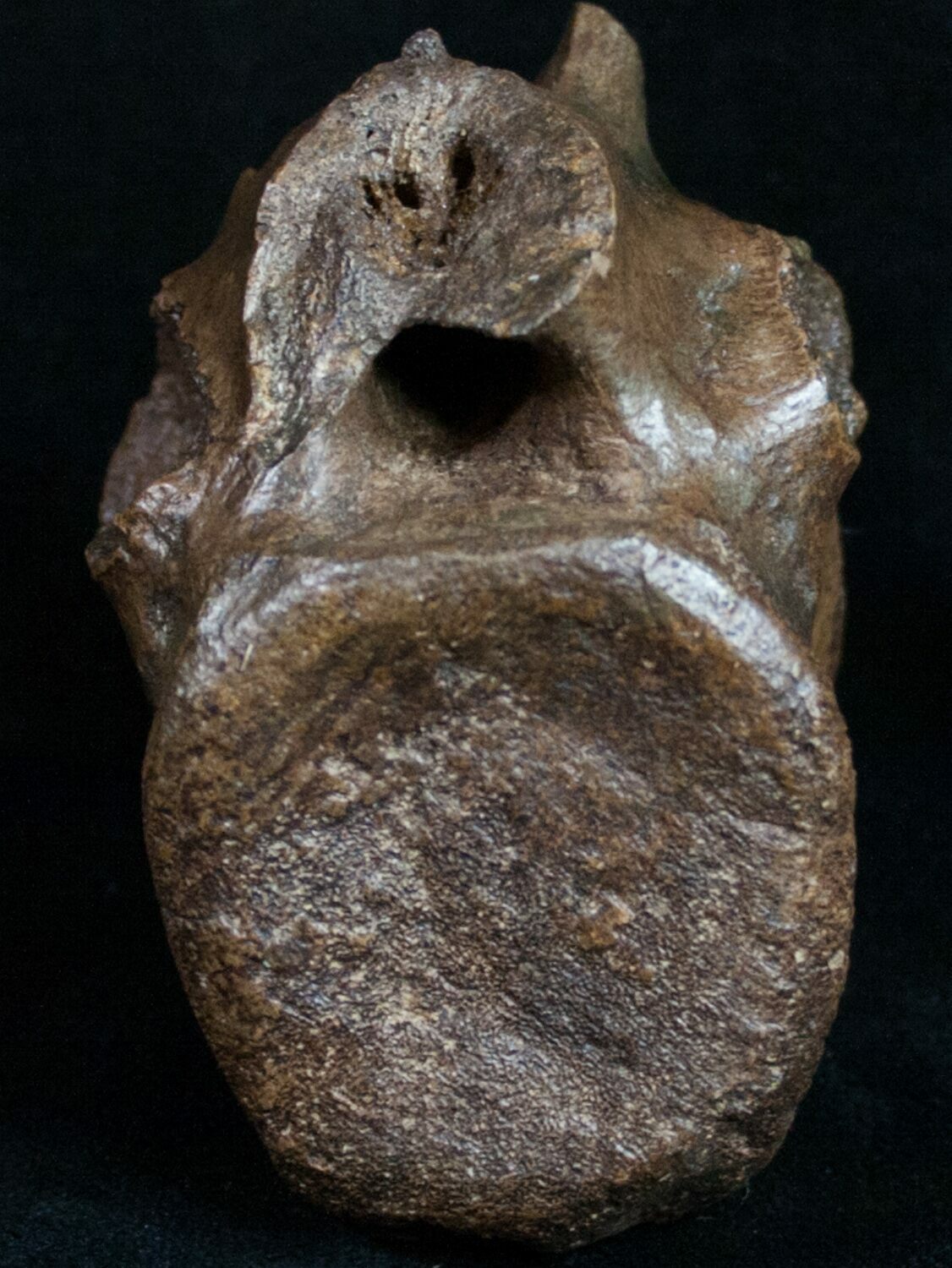 hadrosaur vertebrae