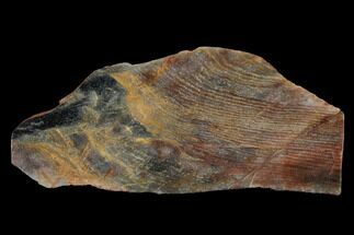 Polished Archean Stromatolite Fossil - Western Australia #150686