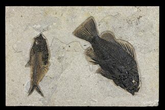 Priscacara & Diplomystus Fossil Fish Plate - Wyoming #151607