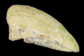 Fossil Pachycephalosaurus Claw - North Dakota #153677