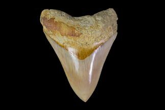 Serrated Megalodon Tooth - Indonesia #154617