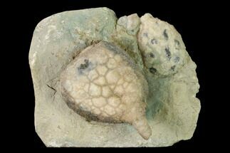Two Cystoid (Holocystites) Fossils - Indiana #155933