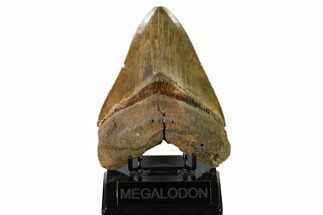 Large, Fossil Megalodon Tooth - Razor Sharp Serrations #156522