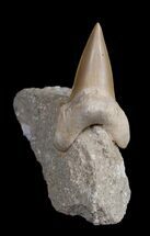 Medium Otodus Fossil Shark Tooth In Matrix #1727