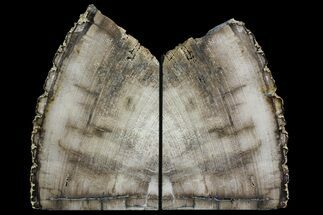 Petrified Wood (Mahogany) Bookends - Myanmar #158876