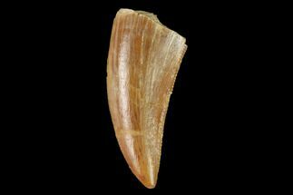Theropod Tooth - Real Dinosaur Tooth #159025