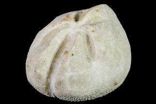 Eocene Sea Urchin (Schizaster) Fossil #156376