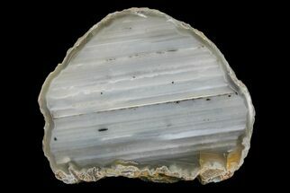 Petrified Wood Agate Cast Slab - Oregon #166423
