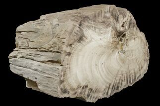 Polished Petrified Tropical Hardwood Section - Texas #166435