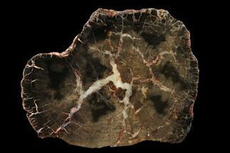 Triassic Petrified Wood (Araucaria) End Cut - Utah #166481