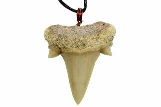 Fossil Mackerel Shark (Cretolamna) Tooth Necklace -Morocco #169968