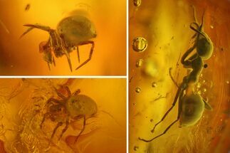Fossil Ant (Formicidae) and Two Spiders (Araneae) In Baltic Amber #170102