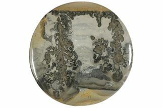 Chotham Marble (Stromatolite Fossil) Cabochon #171311