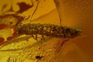 Fossil Beetle Larva (Coleoptera) in Baltic Amber #173679