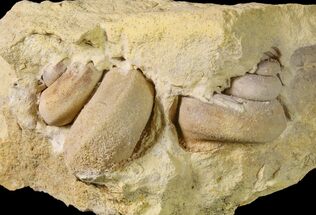 Two Ordovician Gastropod (Trochonema) Fossils - Wisconsin #162974