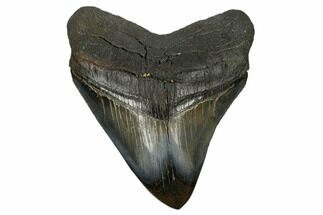 Serrated, Fossil Megalodon Tooth - Polished Tip #173900