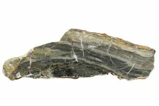 Polished Linella Avis Stromatolite Section - Million Years #180044