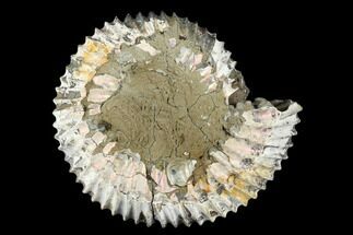 Iridescent, Jurassic Ammonite Fossil - Russia #181233