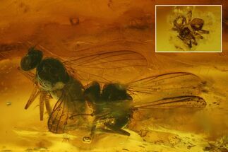 Fossil Caddisfly, a Small Spider and Three Flies in Baltic Amber #183533