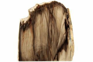 Polished, Petrified Wood (Metasequoia) Stand Up - Oregon #185140