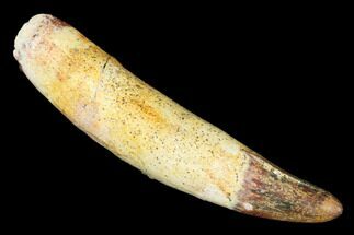 Rooted, Unidentified Crocodylomorph Tooth - Morocco #185424