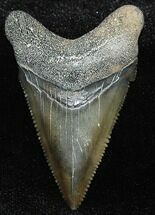 Angustiden Shark Tooth Fossil #155