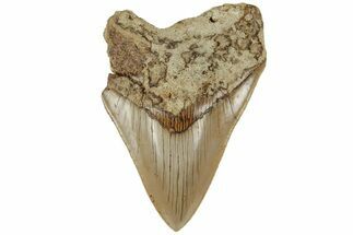 Serrated, Fossil Megalodon Tooth - Indonesia #186628