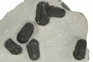 Cluster Of Gerastos Trilobites - Mrakib, Morocco #186743