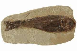 Jurassic Fossil Fish (Hulettia) - Wyoming #189063