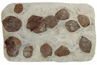 Twelve Fossil Leaves (Zizyphoides, Beringiaphyllum & Davidia) -Montana #188744