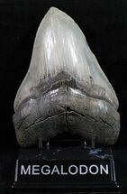 Massive Megalodon Tooth - A Beauty #12005